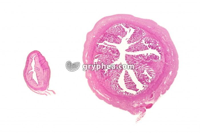 Utérus de Souris CT x4 (2 phases du cycle utérin) - gryphea.com